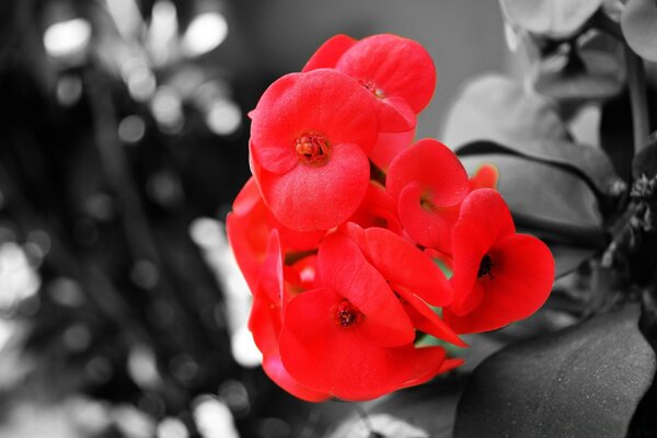 Red flower on black and white background