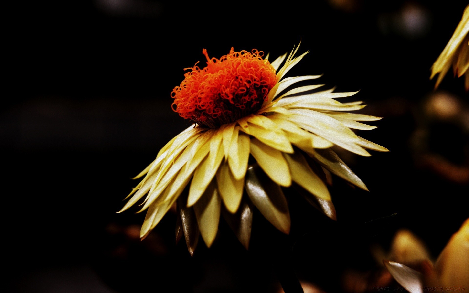 schwarz blume natur flora blatt garten farbe sommer blütenblatt