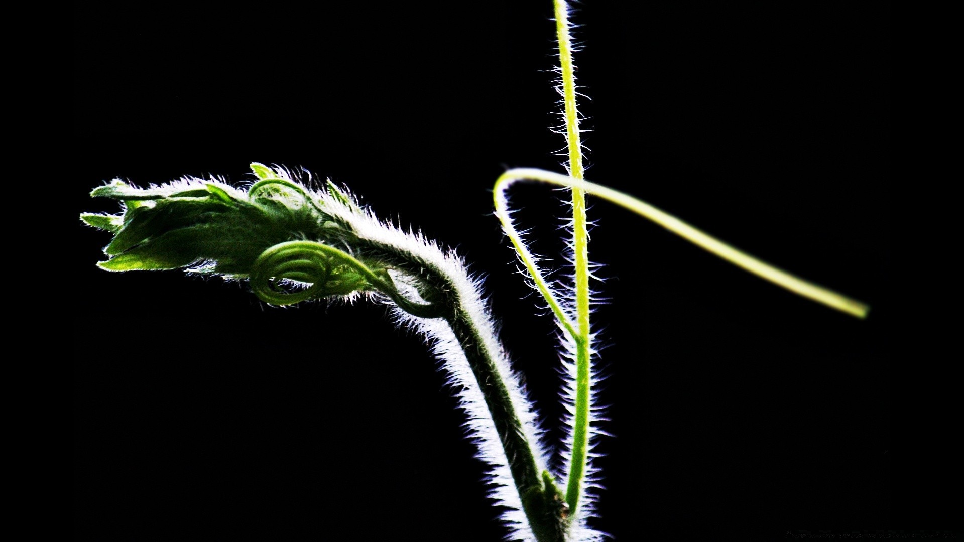 nero foglia flora natura crescita desktop colore erba fiore medicina