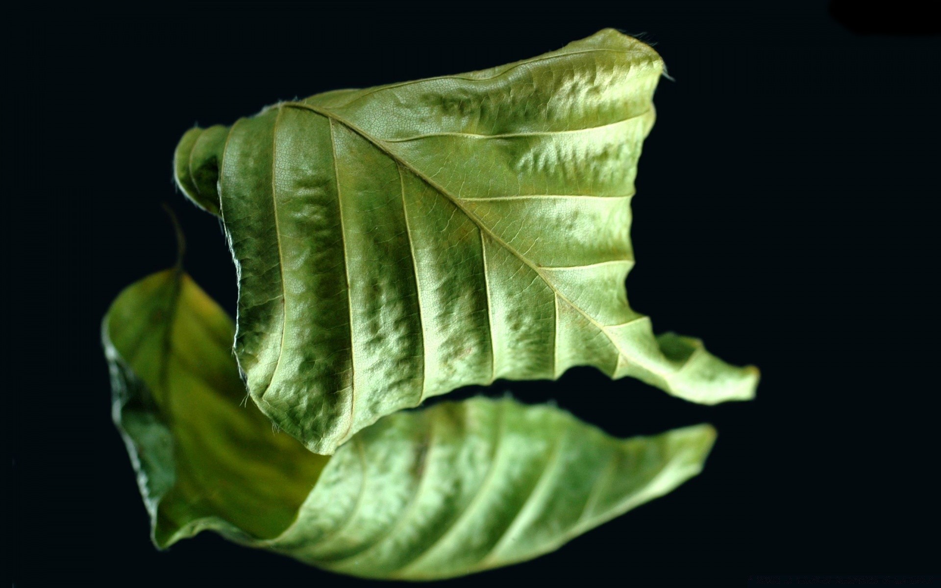 nero foglia flora natura desktop singolo primo piano crescita biologia giardino ambienti