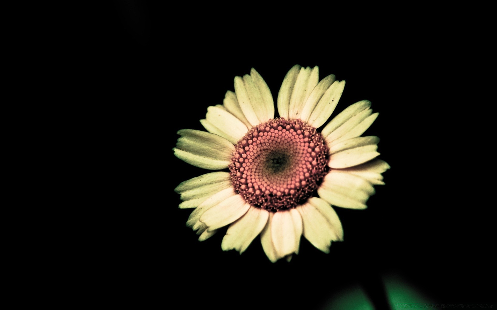 black flower nature flora petal beautiful bright summer close-up desktop color