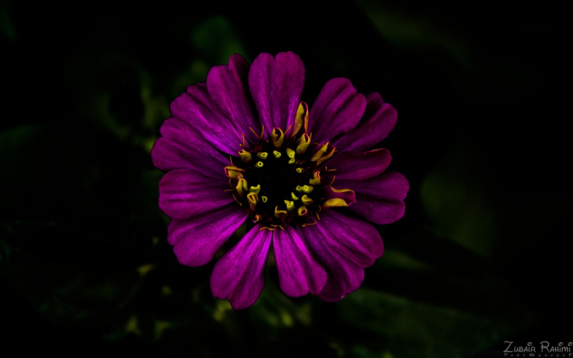 preto flor natureza jardim flora verão ao ar livre pétala folha