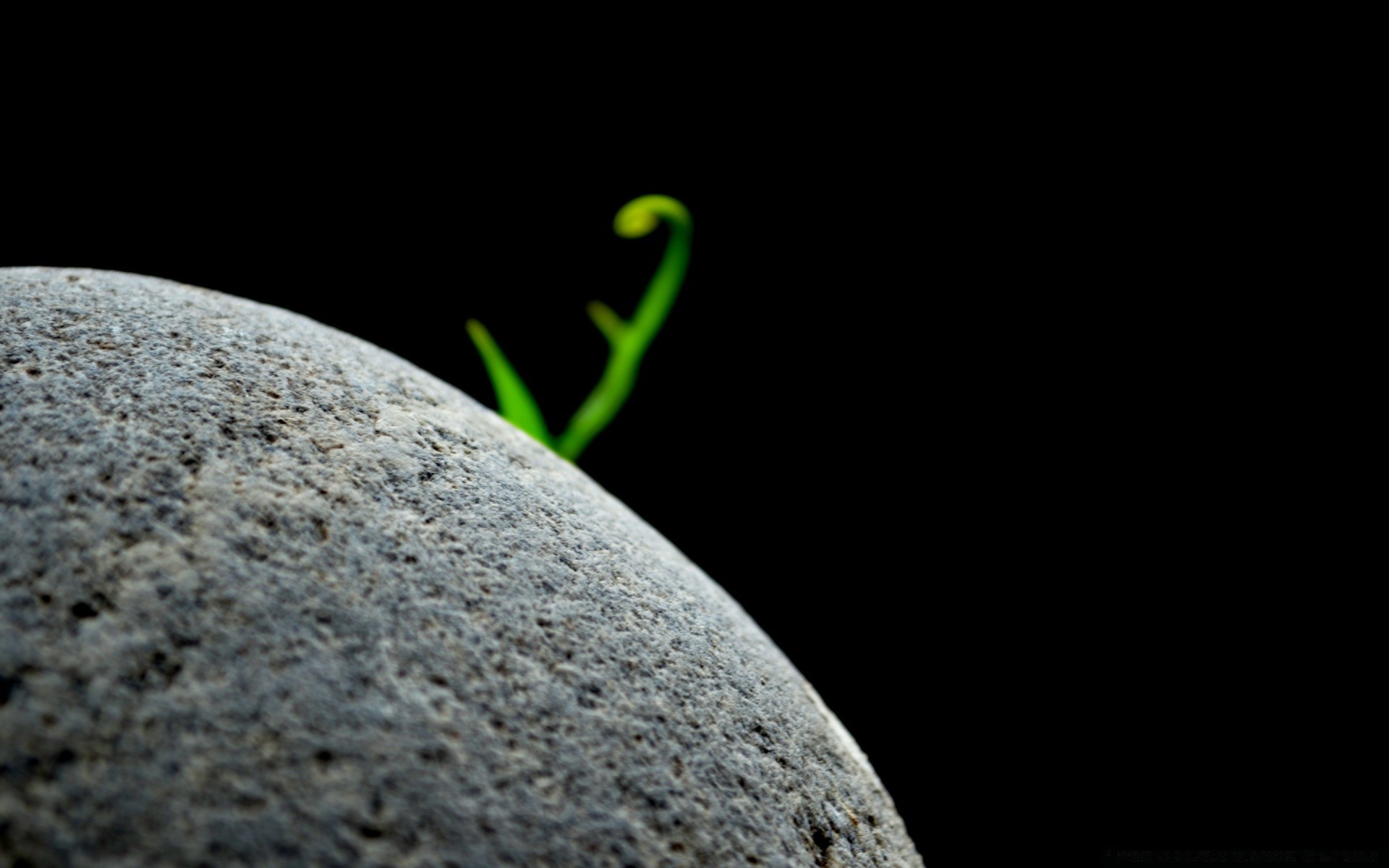 noir nature rock invertébrés un insecte alimentaire biologie bureau résumé pierre