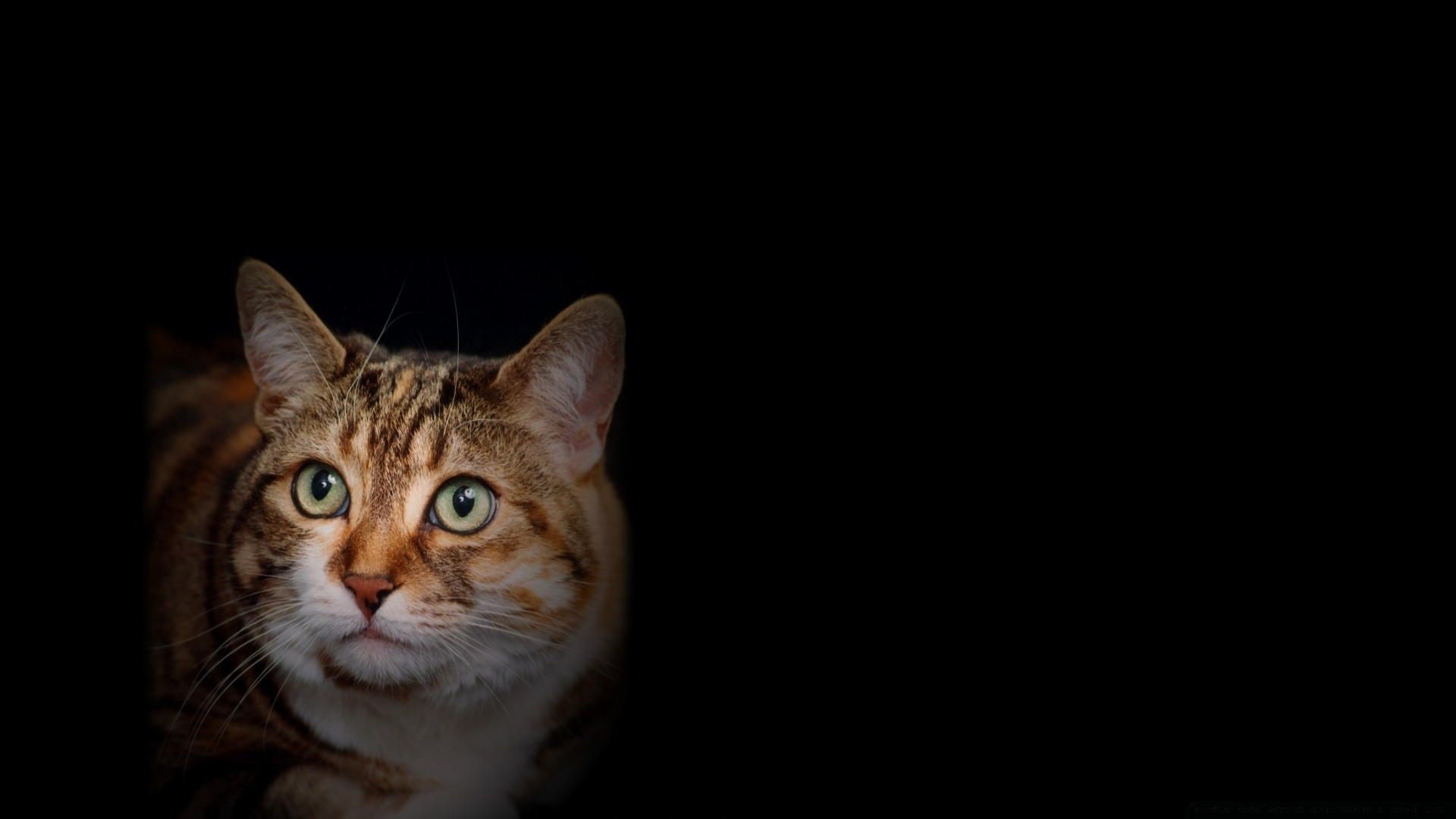 noir chat portrait mignon oeil mammifère unique animal de compagnie jeune fourrure