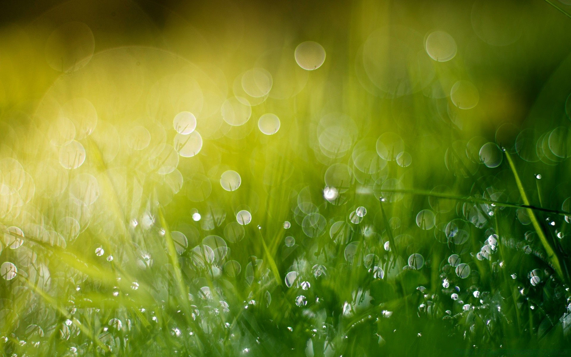 bokeh rosée pluie chute herbe humide gouttes pelouse lumineux eau nature foin fraîcheur brille bureau clair jardin croissance couleur flore propreté