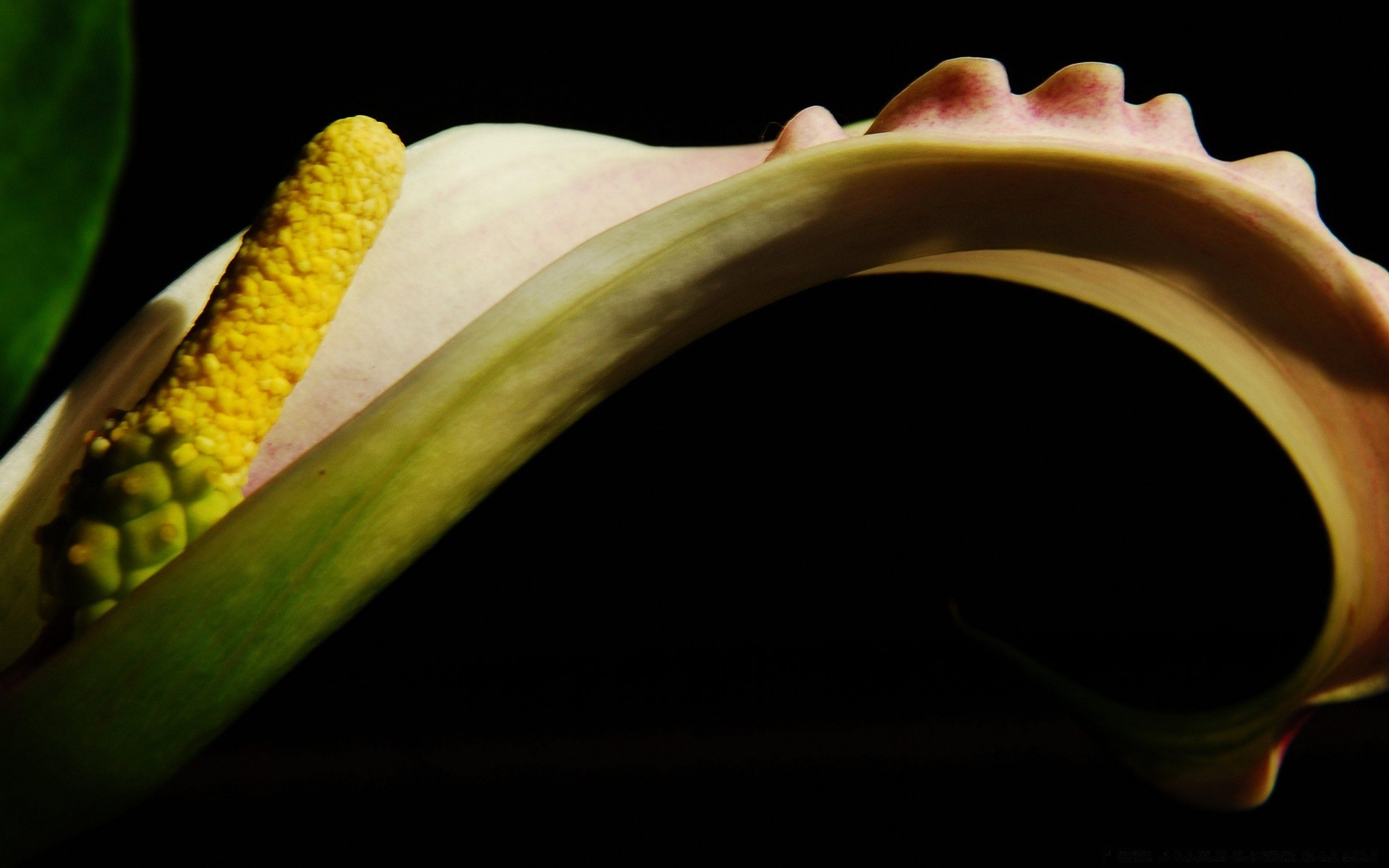 黑色 花 桌面 植物群 颜色 自然 静物 叶 一 特写