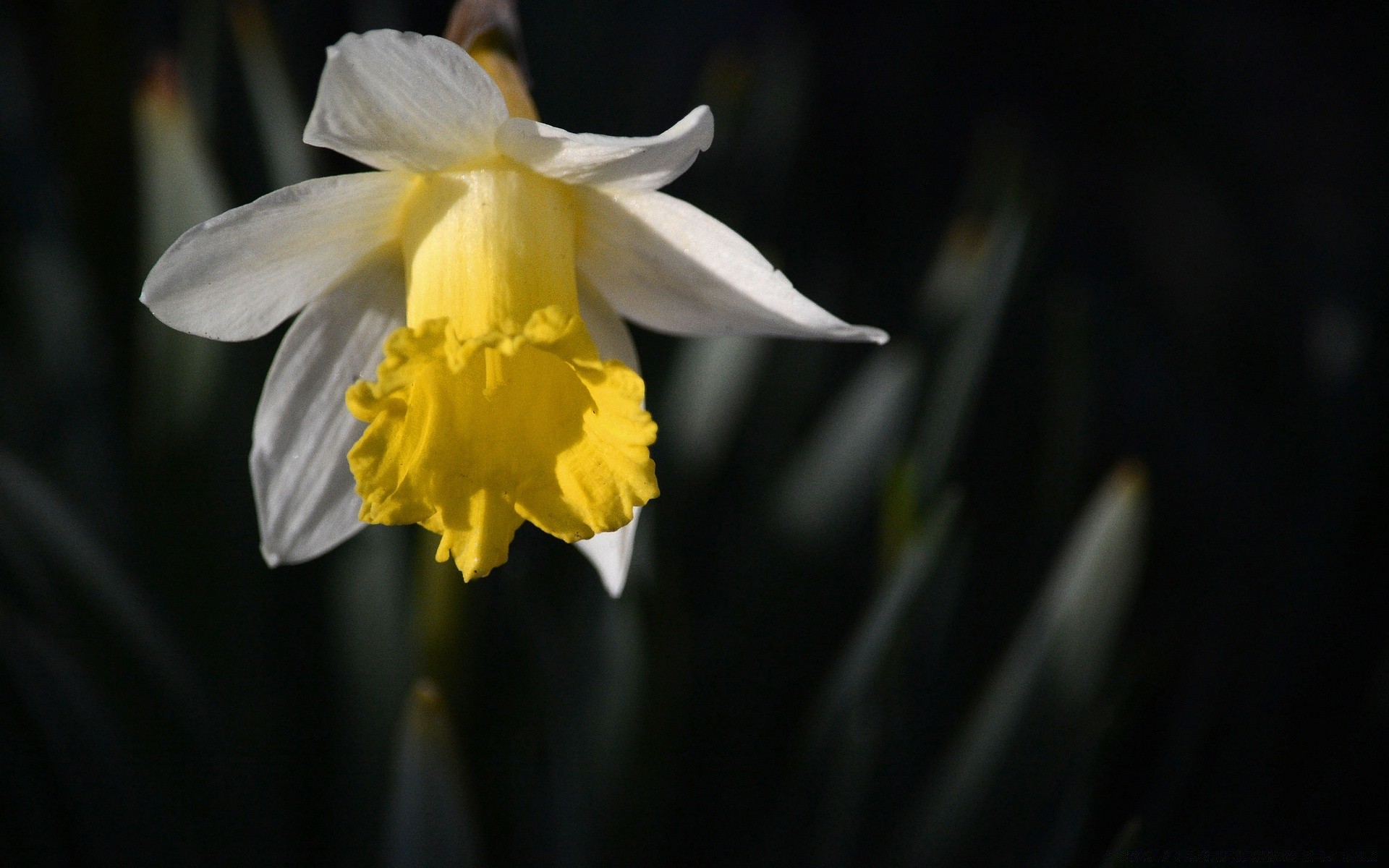 black flower nature daffodil flora leaf bulb narcissus petal growth garden