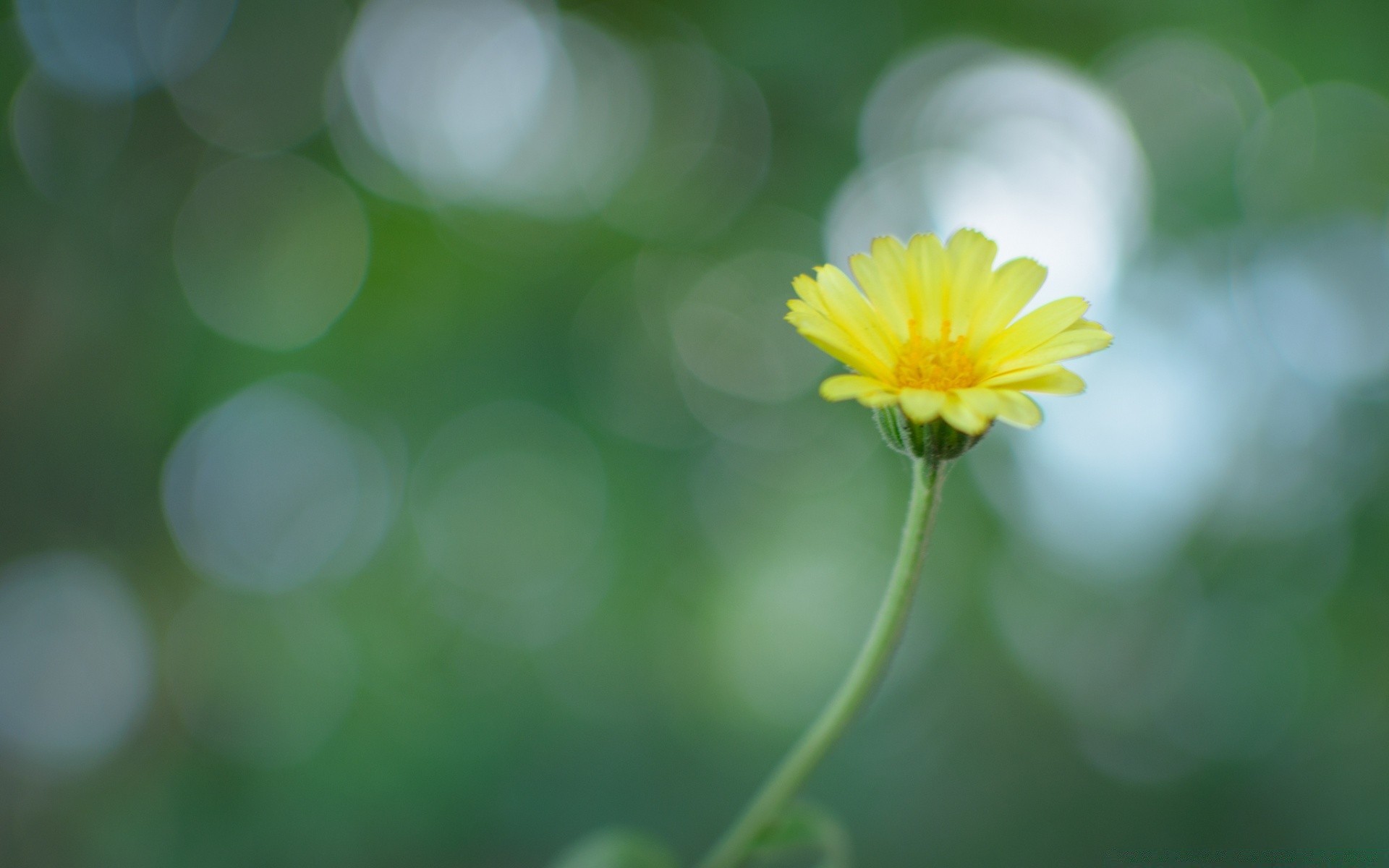 bokeh natura flora estate luminoso foglia fiore colore crescita sfocatura giardino close-up bel tempo desktop