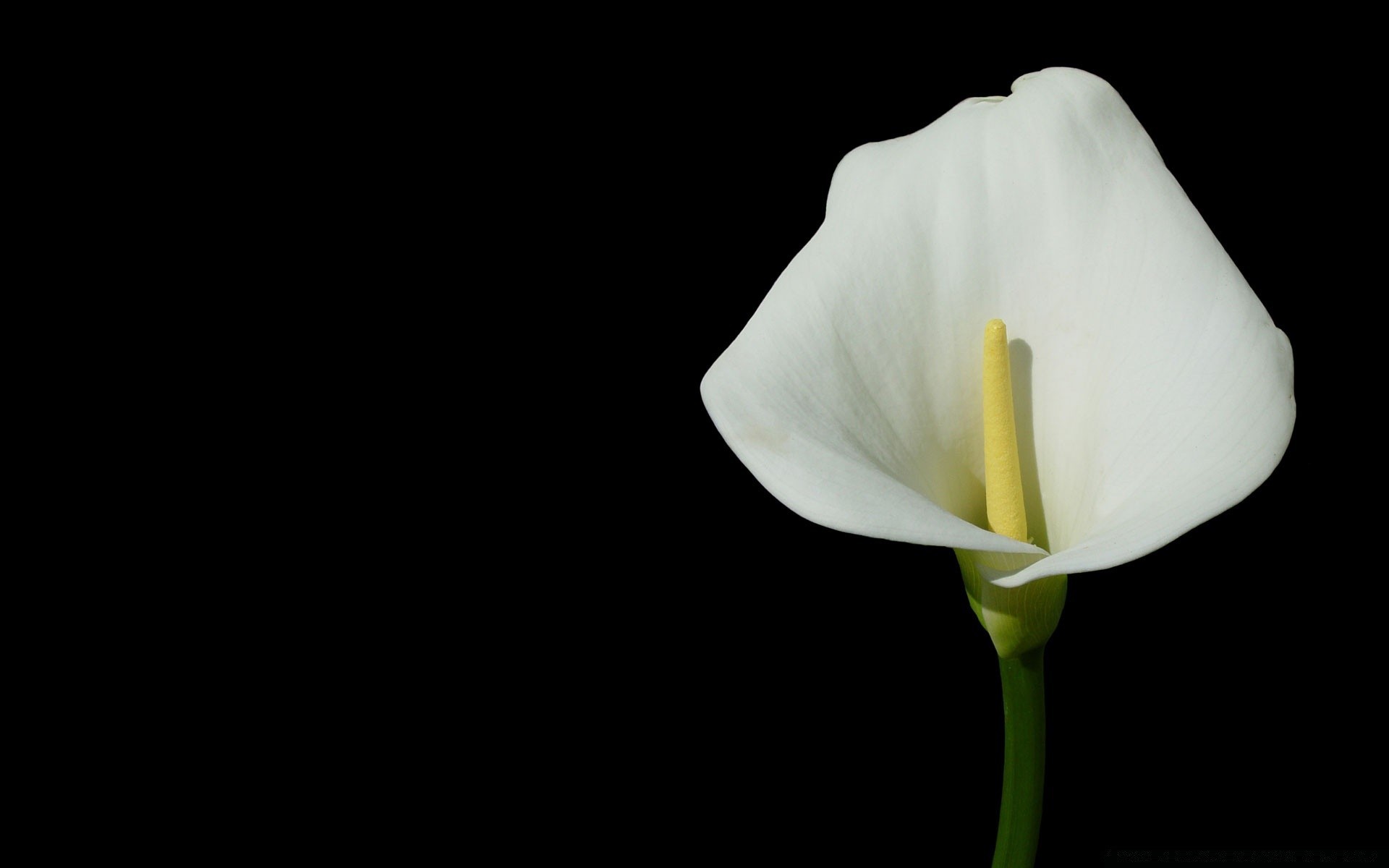 preto flor natureza flora folha recorte cor