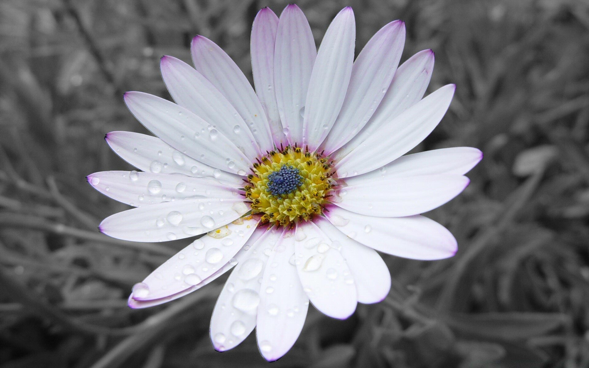 schwarz blume natur flora blütenblatt blühen sommer blumen garten schön blatt schließen farbe hell