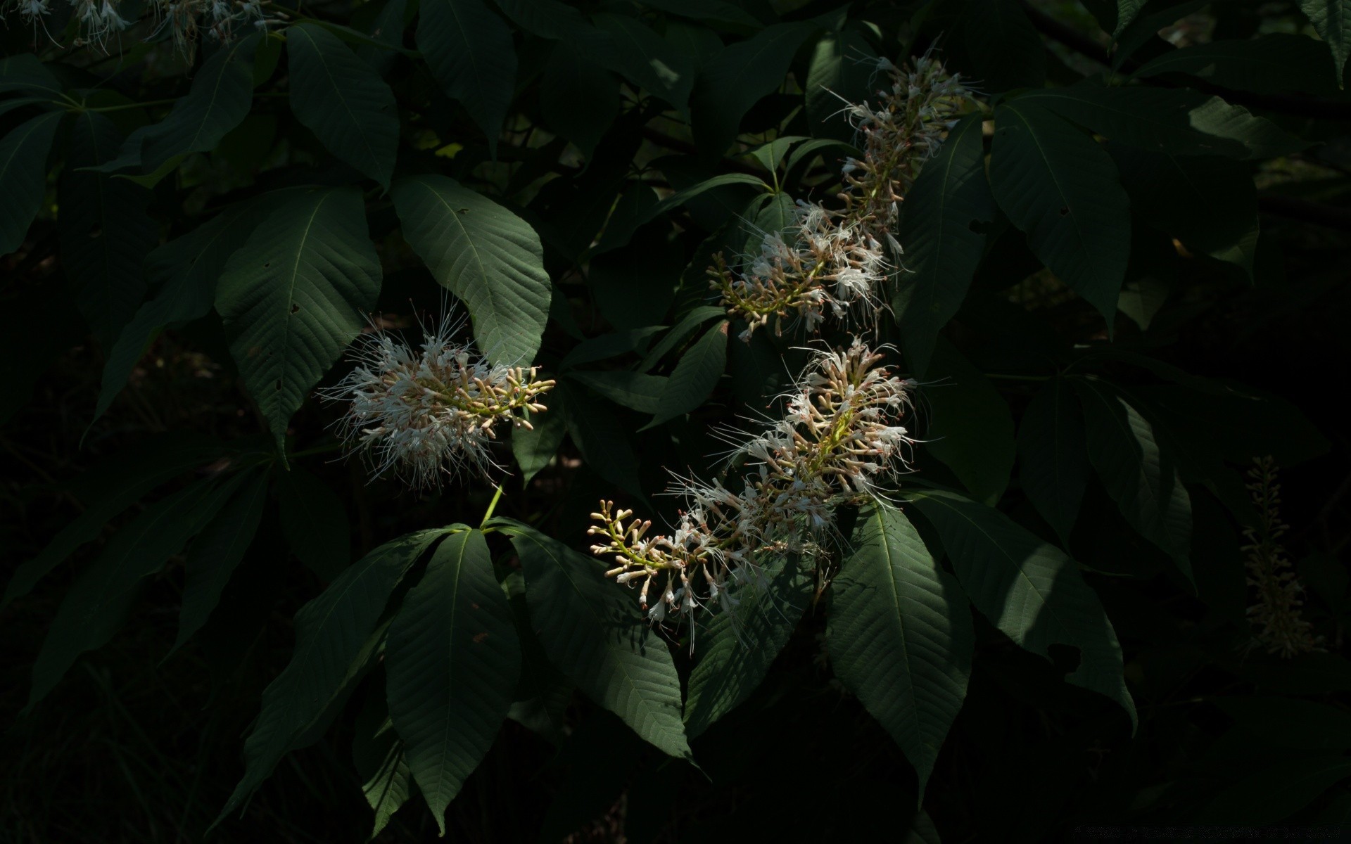 foglia nera fiore natura flora giardino esterno luce crescita dell albero