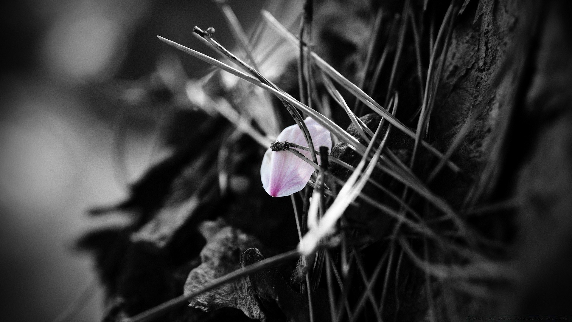 preto flor borrão natureza luz inseto