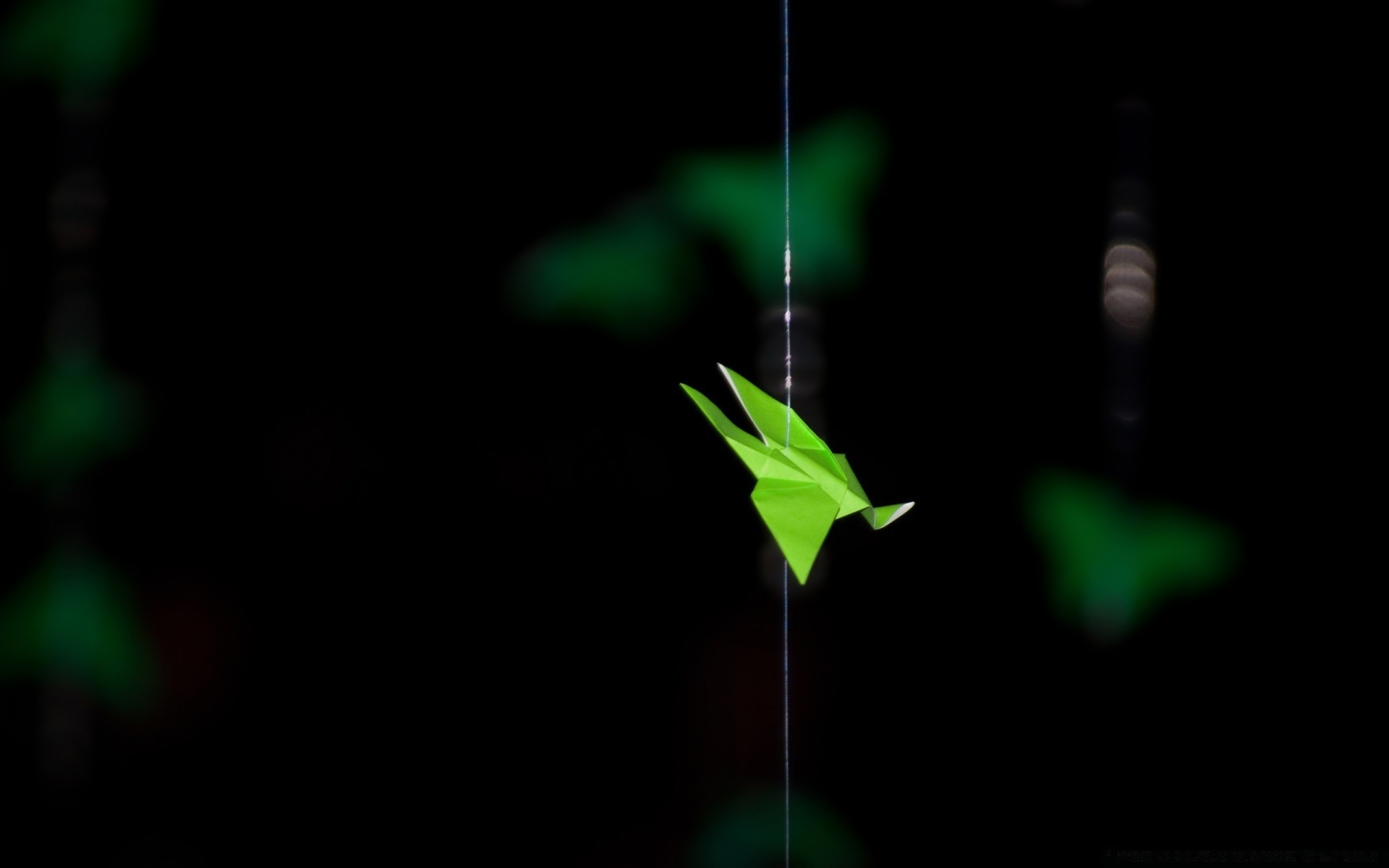 schwarz blatt flora natur licht