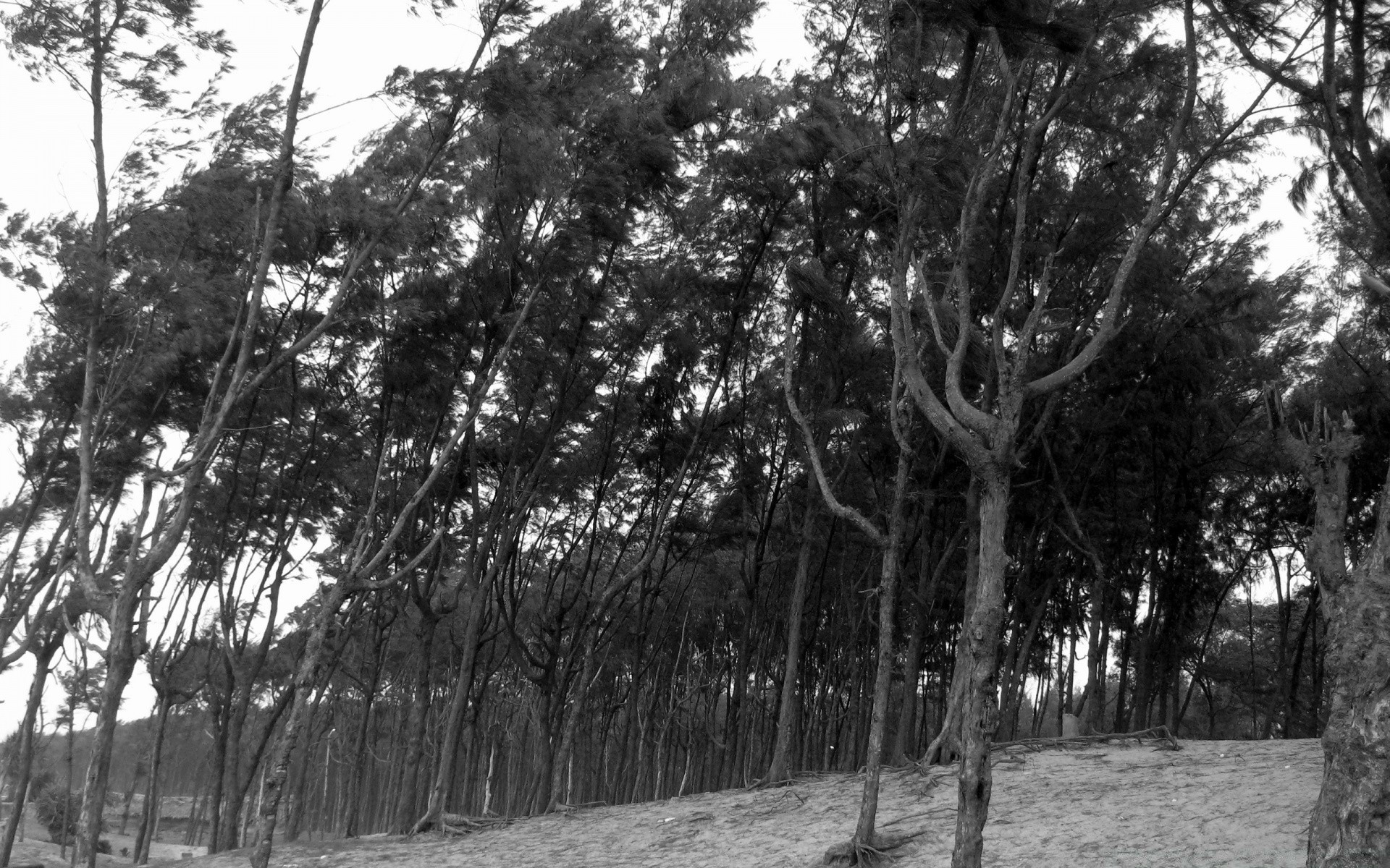 ricerca correlata: legno di ebano legno natura paesaggio foglia ramo parco all aperto