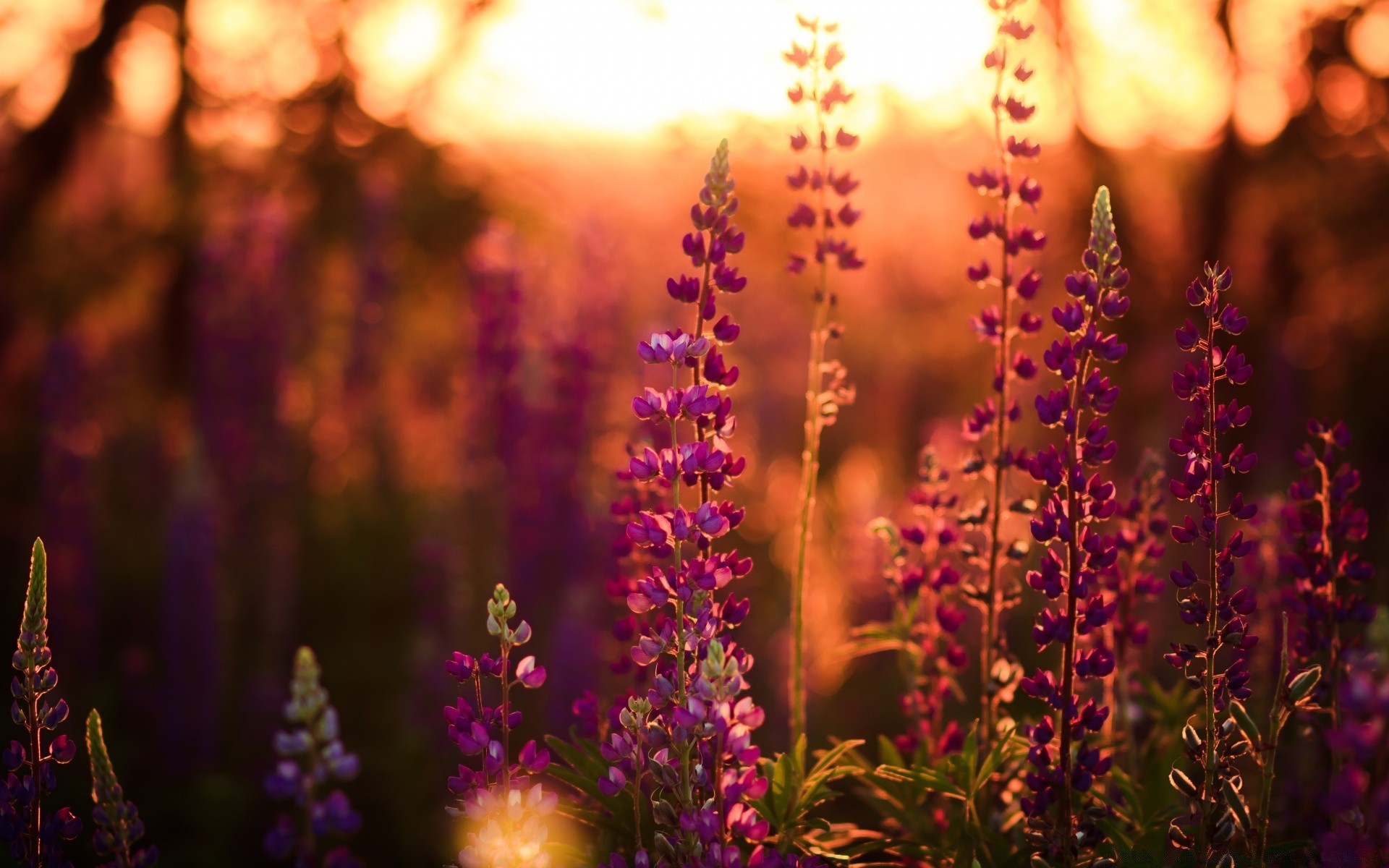 bokeh flor naturaleza sol verano brillante color hoja flora desenfoque luz al aire libre