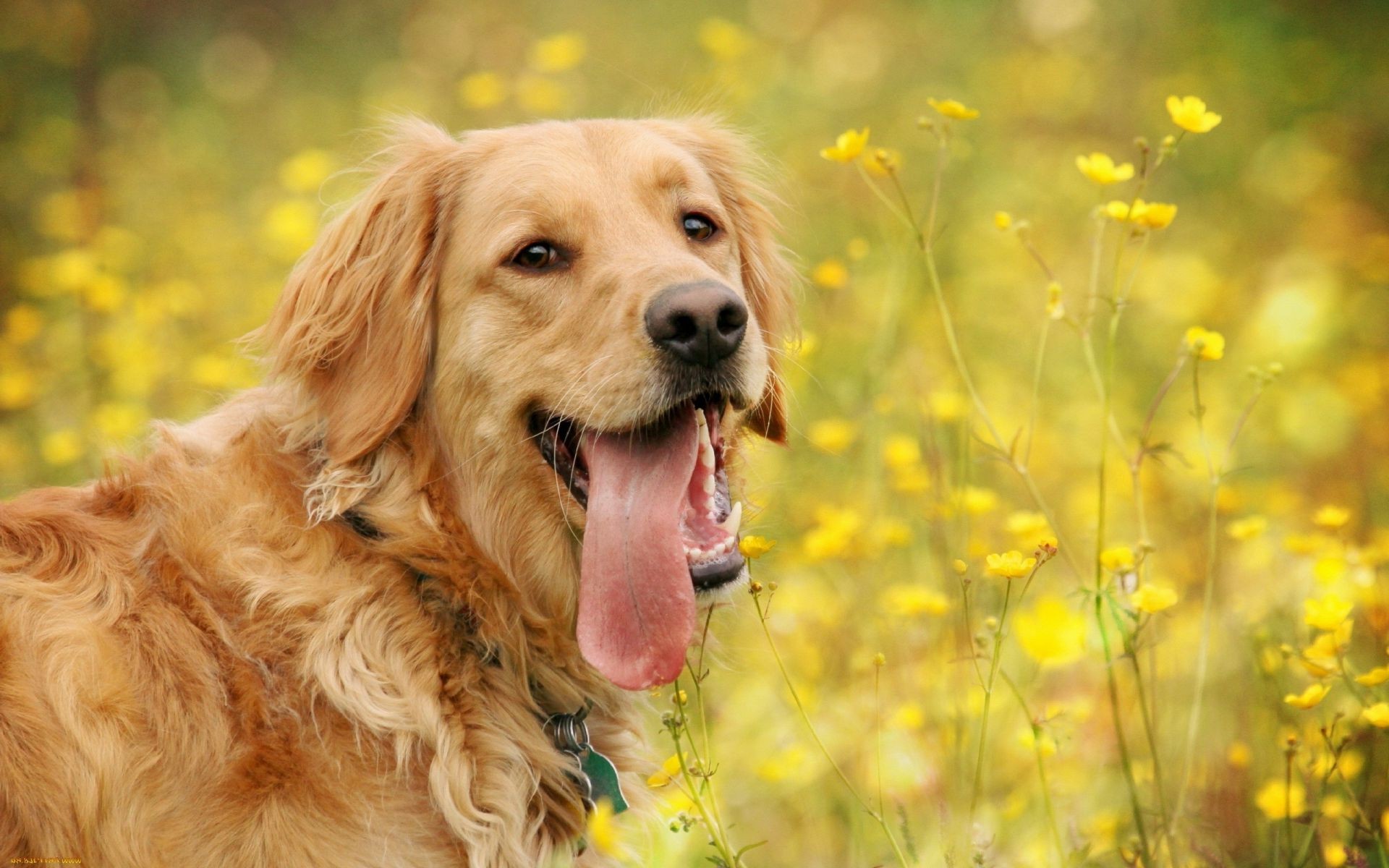 cães cão bonito animal de estimação animal grama mamífero retrato cinegrafista natureza filhote de cachorro doméstico pele