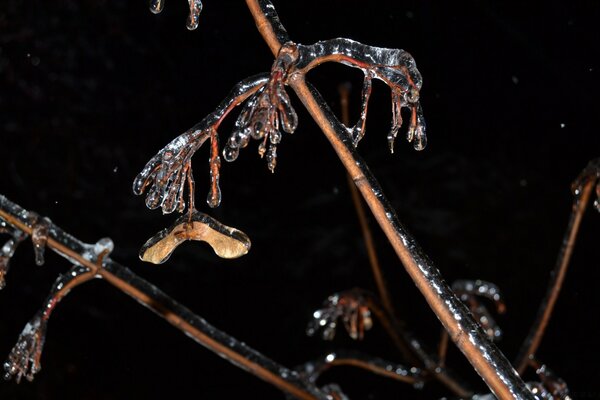 Icicle branch black background