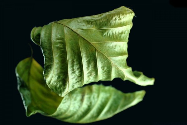 Ein verwelktes Blatt. Der Atem der Natur