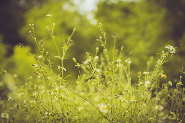 वन पृष्ठभूमि के खिलाफ एक क्षेत्र में कैमोमाइल फूल