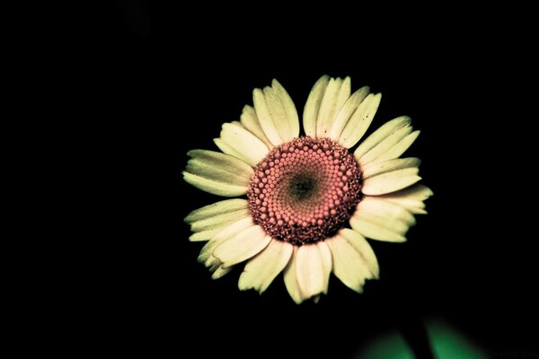 Gelbe Blume auf schwarzem Nachthintergrund