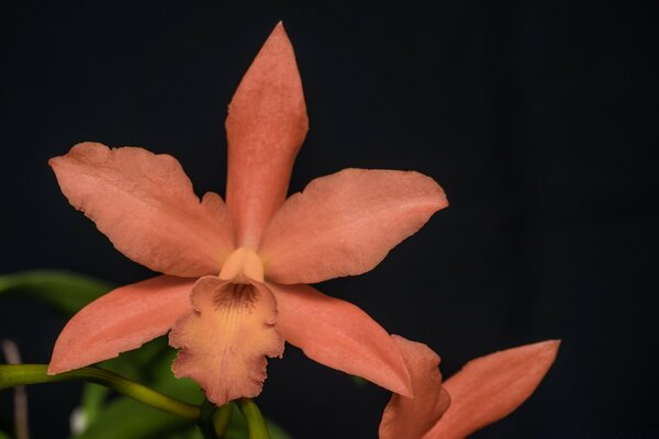 Orange orchid close-up