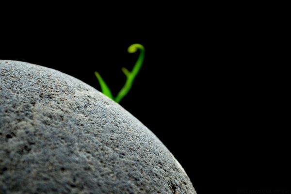 A sprout from a stone