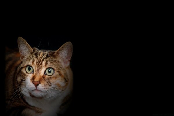 Портрет кошки с удивленными глазами