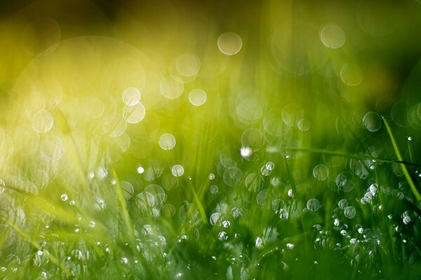 Rosée sur l herbe verte brillante