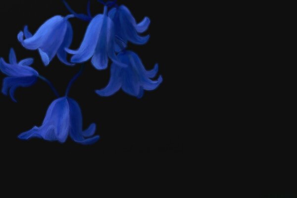 Blue bells on a black background