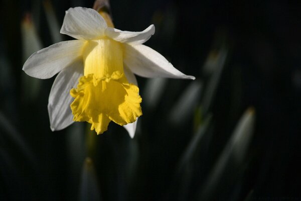 Schönes Foto einer Blume auf einem dunklen Hintergrund