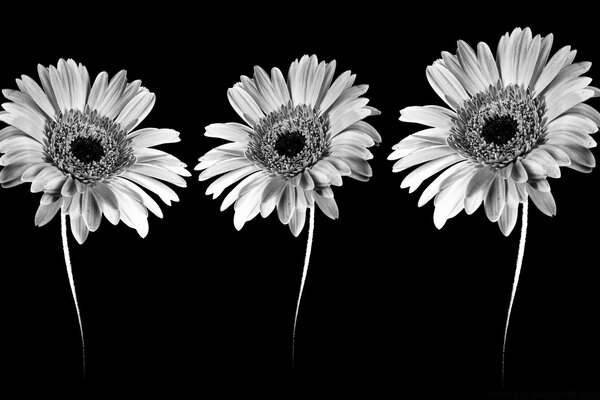 Black and white gerberas on black