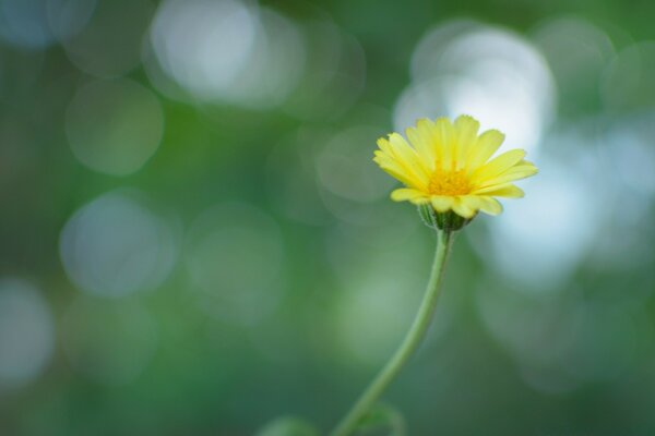 Gelbe Blume auf grünem Hintergrund