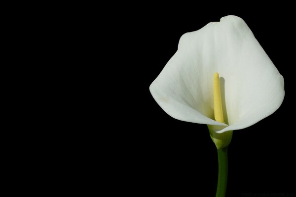 White flower on the right on a black background