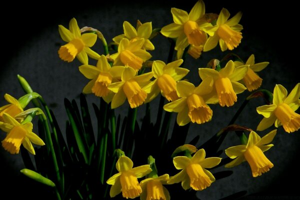 Bouquet nostalgique de jonquilles jaunes