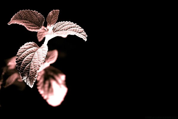 Spice leaves on a black background