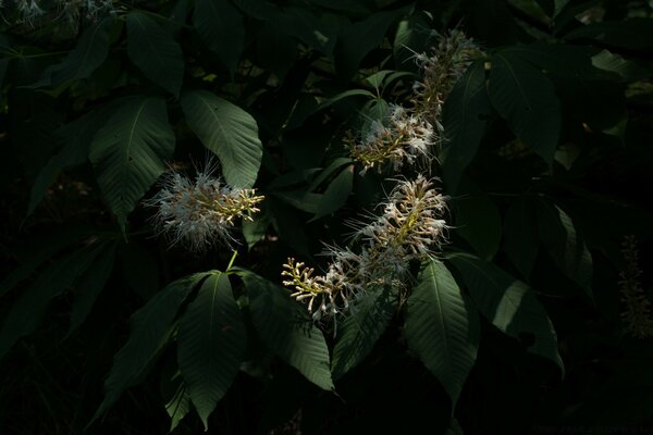 Nature. Feuilles de plantes sur fond sombre