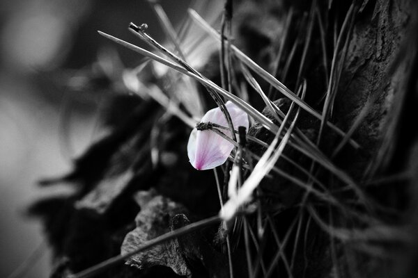 A pink petal stuck in the needles