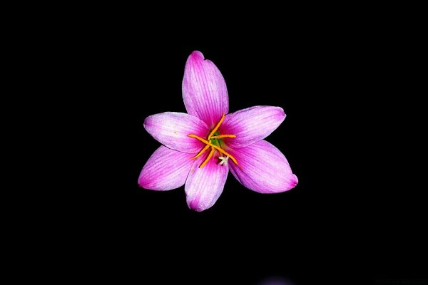 Blumenblatt auf schwarzer Farbe