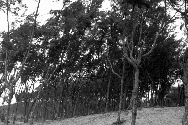 Foto in bianco e nero di un gruppo di alberi