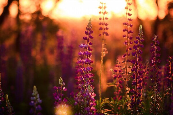 Dawn on the background of a field with flowers