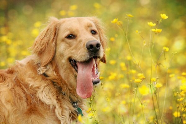 Cane carino con la lingua sul Rouge