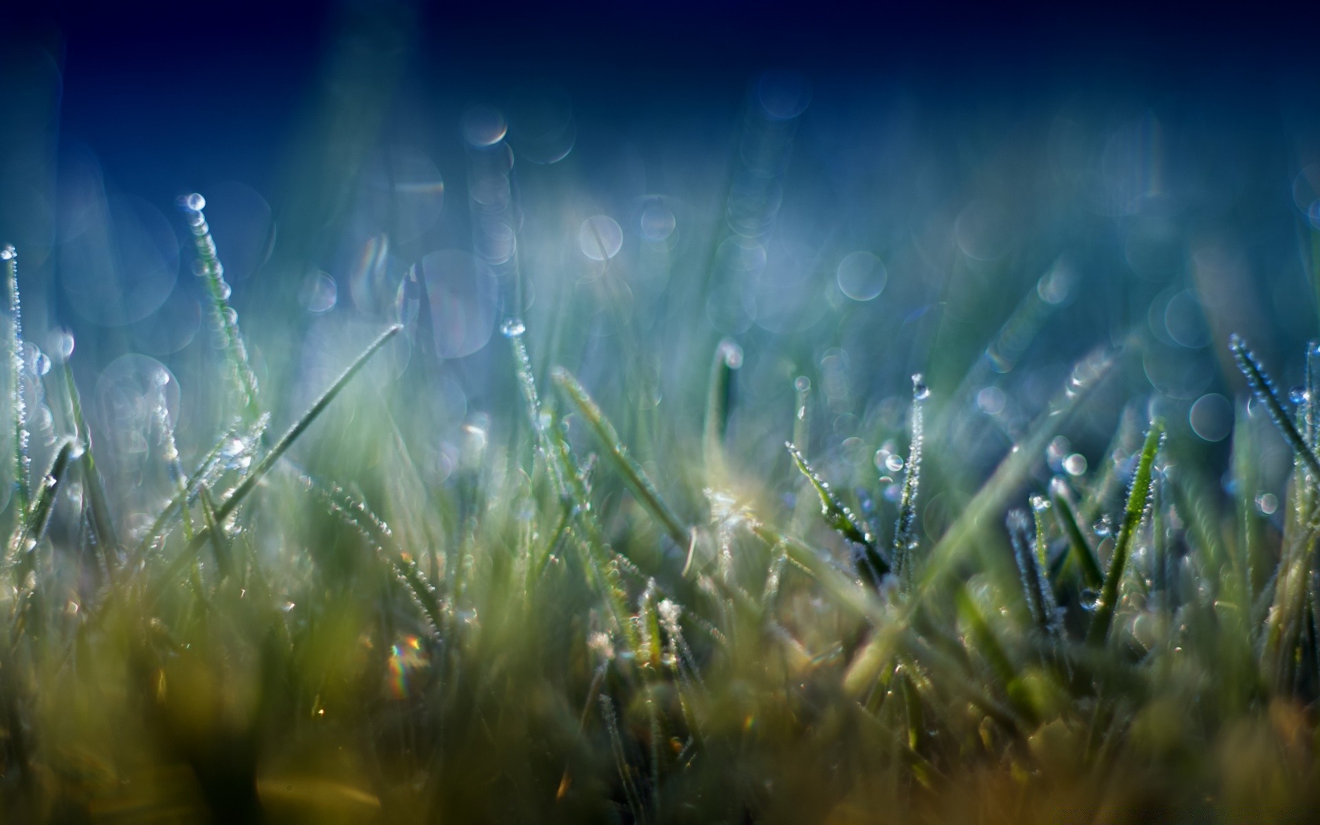 bokeh gras heu sonne feld rasen gutes wetter garten natur morgendä hrung flora sommer tau licht fallen steigen ländlichen unschärfe blatt üppig