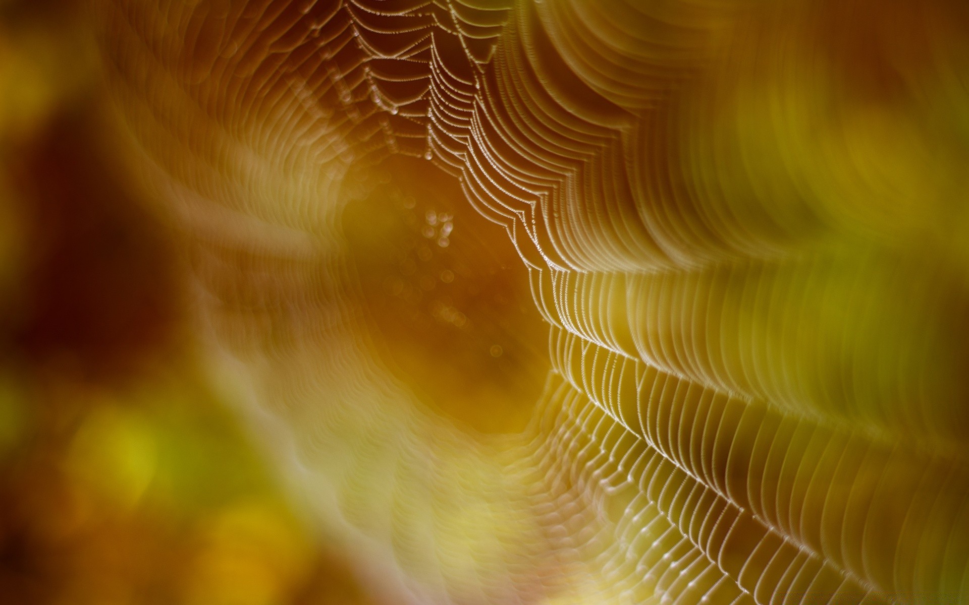 bokeh luz abstrato textura borrão aranha cor desktop natureza padrão invertebrados arte design brilhante web água