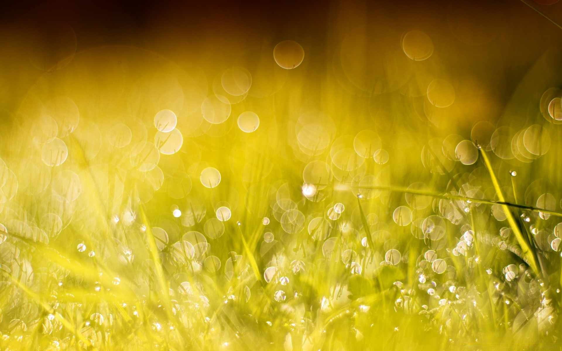 bokeh bureau nature couleur rosée pluie lumineux brille lumière chute été flou humide