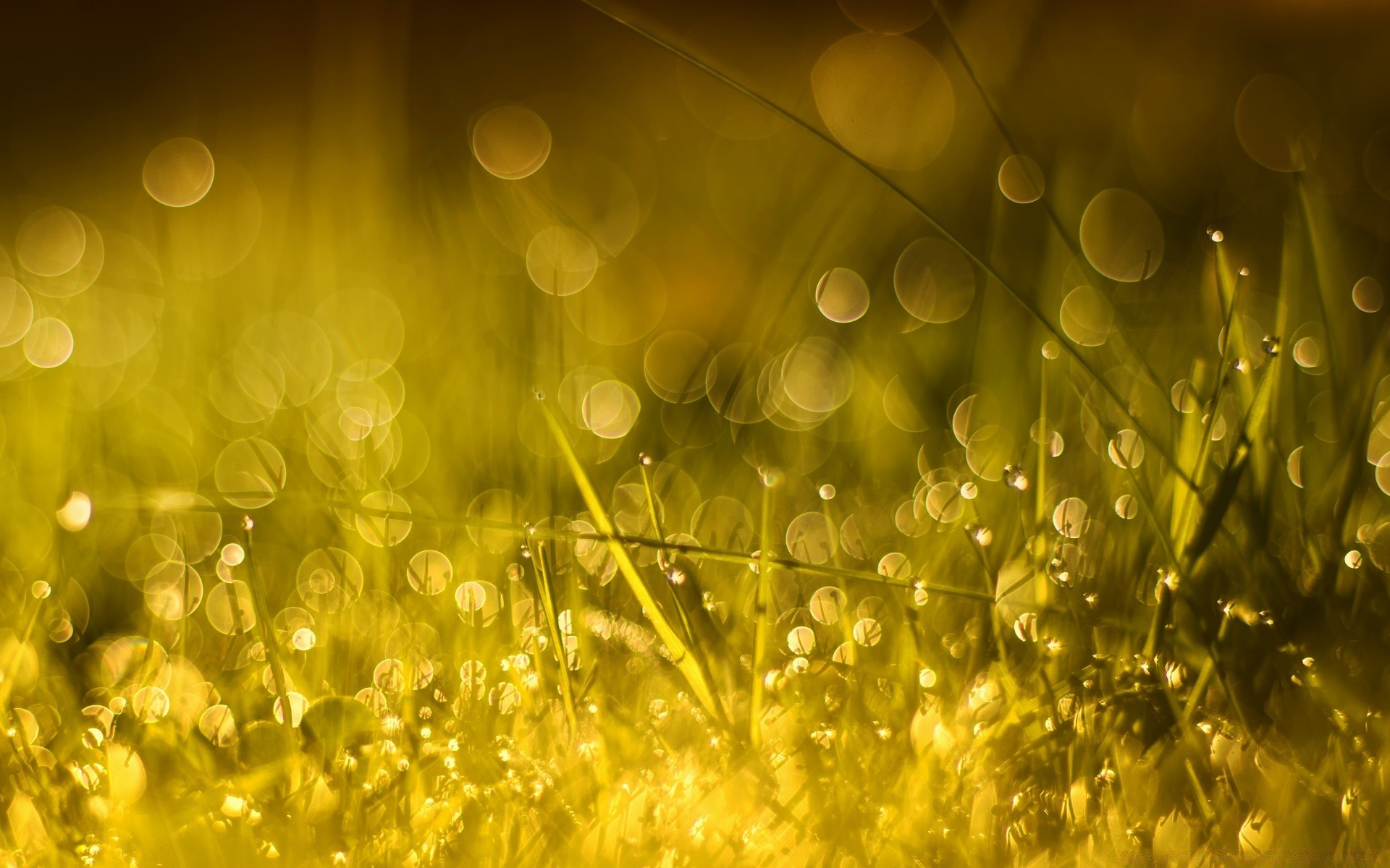 bokeh renk parlak masaüstü altın parlıyor güneş bulanıklık çimen doğa sezon ışıldama flora alan parlak saman ışık bahçe çim yaz soyut