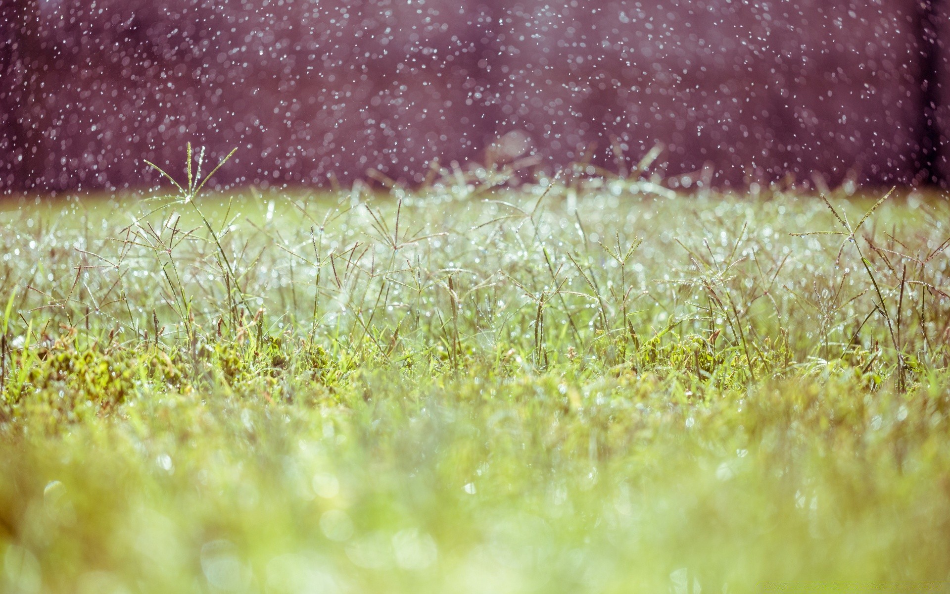 bokeh çimen alan masaüstü doğa doku renk yaz sezon saman parlak flora bahçe güneş manzara toprak büyüme soyut bulanıklık