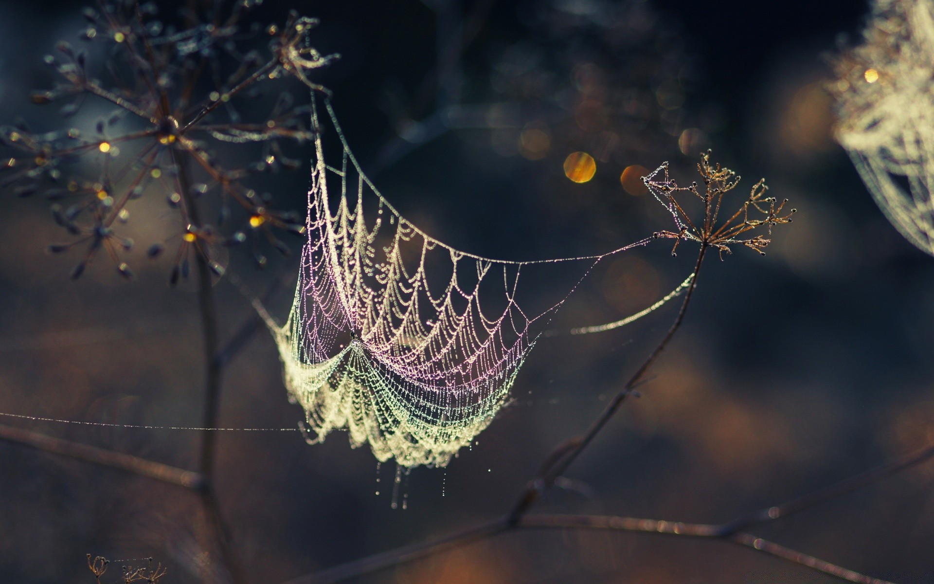 bokeh araña telaraña trampa telaraña naturaleza arácnido web al aire libre insecto patrón luz escritorio invertebrados peligro oscuro