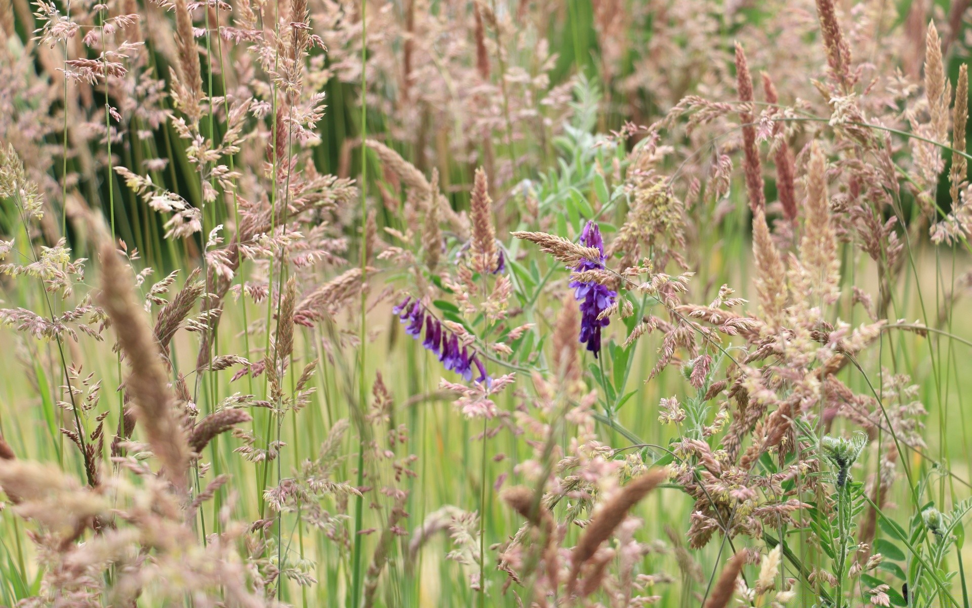 bokeh doğa flora çiçek alan kırsal yaz yaprak çimen açık havada saman büyüme sezon tarım kırsal kabuk yakın çekim otlar çiçeklenme çiftlik