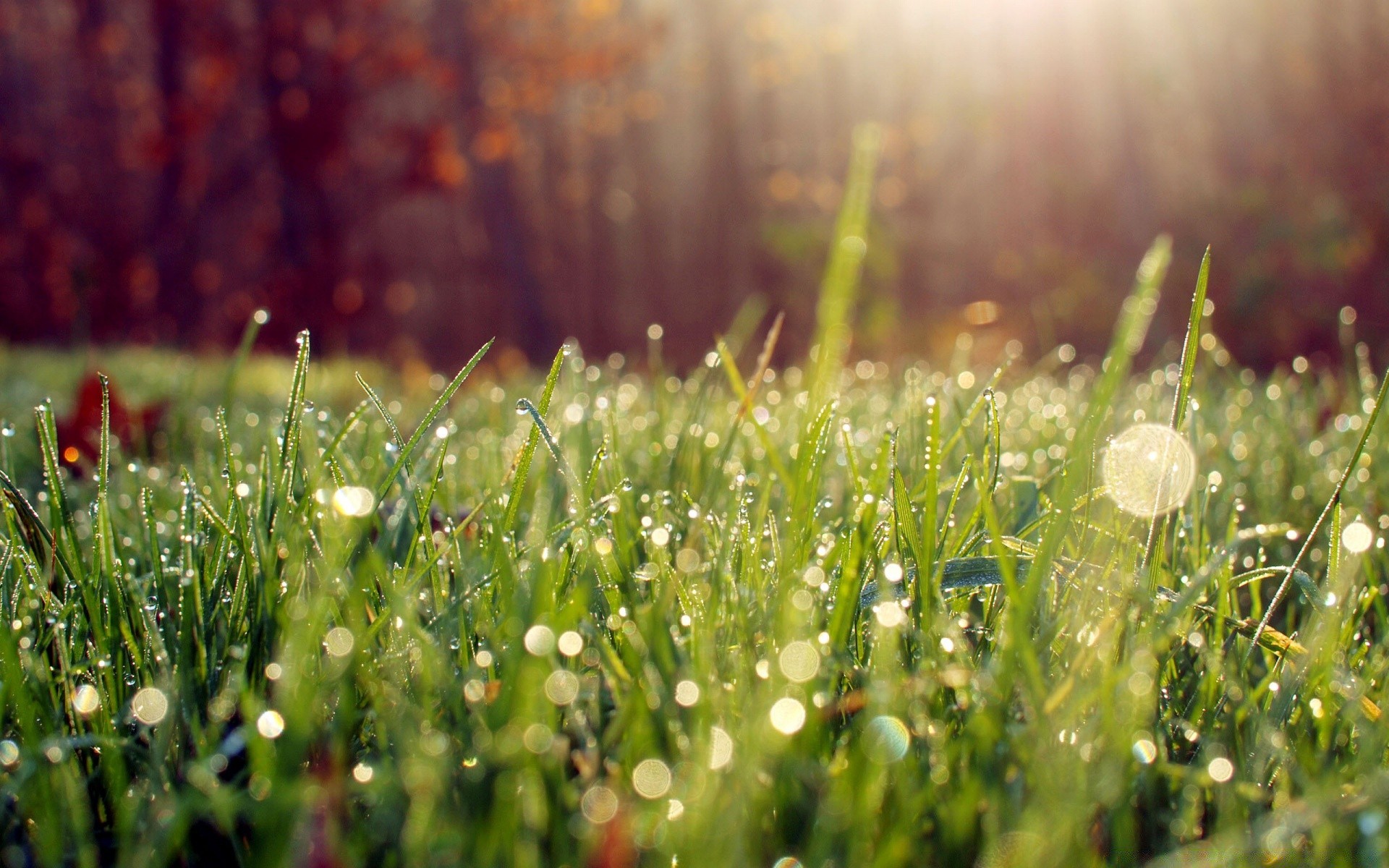 bokeh grass hayfield field nature summer sun dawn flora fair weather growth dew lawn rural leaf garden season flower rain pasture outdoors