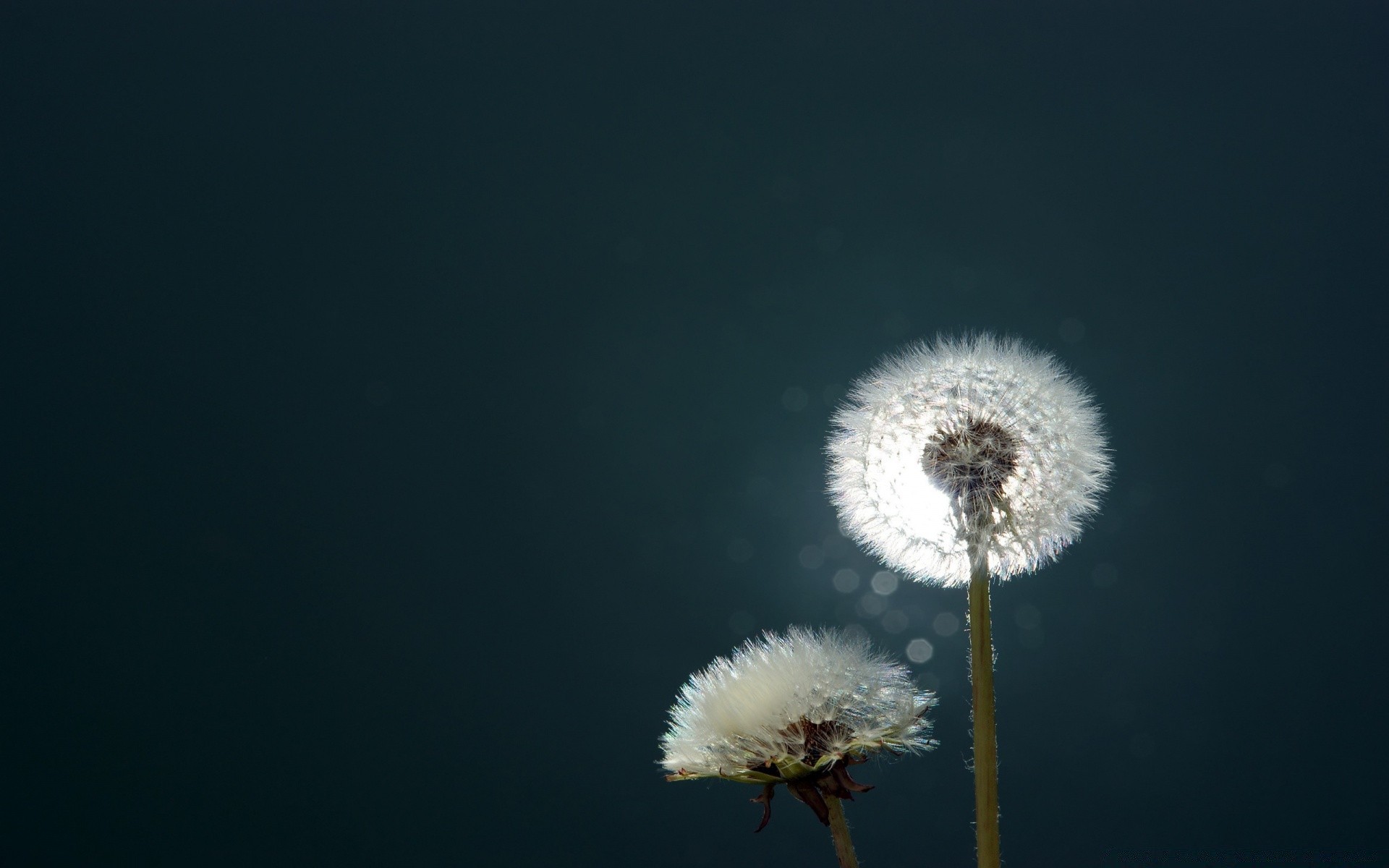 bokeh mniszek lekarski natura kwiat puch delikatny na zewnątrz niebo jasny wzrost lato flora